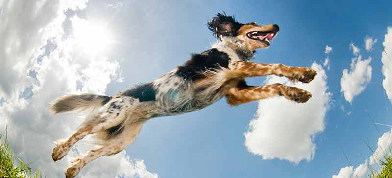 dog jumping