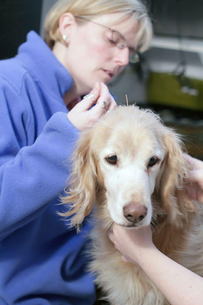 Veterinarian Examining Dog