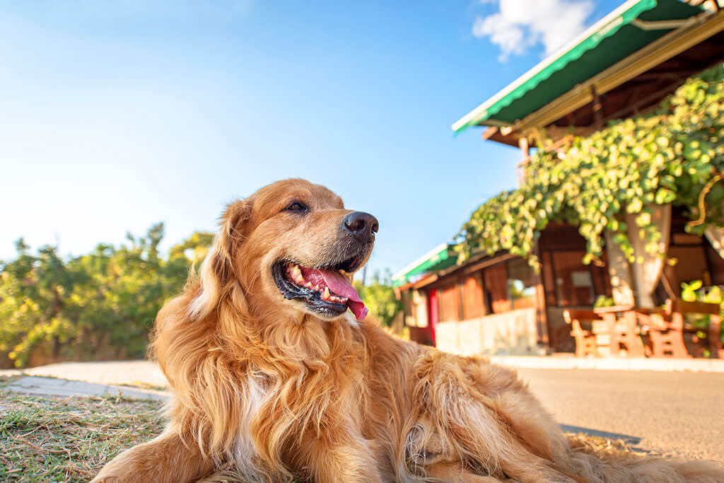 Happy Dog At House