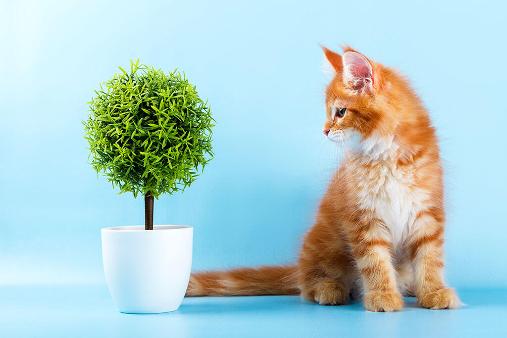 Orange Tabby and Plant